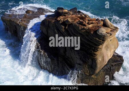 Sea Lions, La Jolla, San Diego, California, USA Stock Photo - Alamy