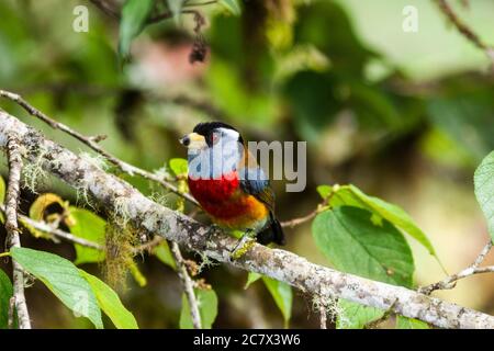 Toucan Barbet, Semnornis ramphastinus, (near Threatened), found at Bellavista Cloud Forest Preserve in Ecuador Stock Photo