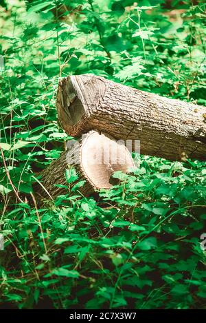 Fallen logs in the forest Stock Photo