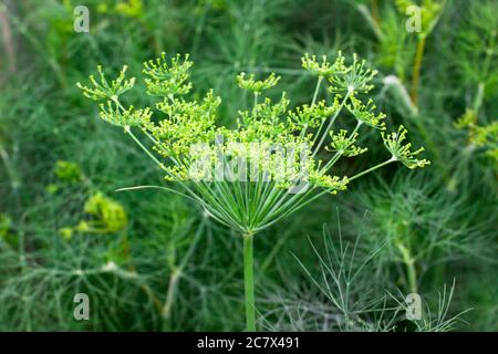 green, fennel, Fragrant fennel has ripened for flowering Stock Photo