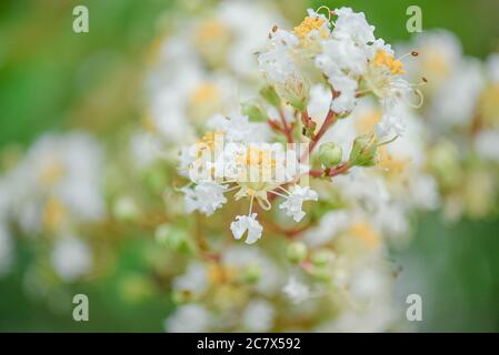 White and Yellow Crape Myrtle Flowers Stock Photo