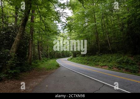 A road winding through a dense forest outside of Asheville North Carolina Stock Photo