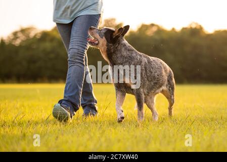 Blue heeler hot sale training