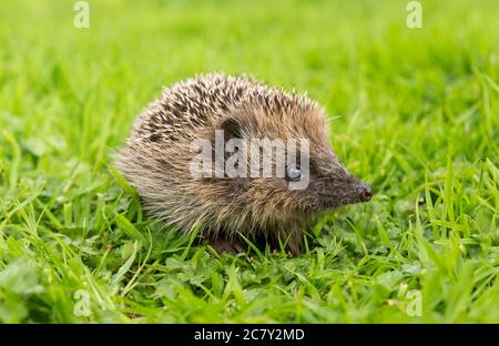 Hedgehog (Scientific or latin name: Erinaceus Europaeus). One juvenile wild, European hedgehog foraging in natural garden habitat.  Facing right. Stock Photo