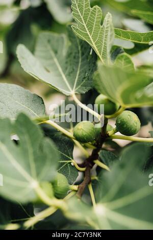 Close-up of green figs on tree branches. Stock Photo
