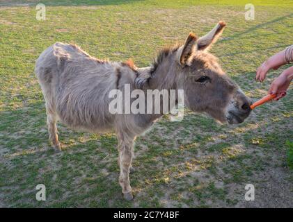 Portrait of gray beige furry young donkey with woman hand feeding him with carrot. Afternoon golden hour light on lush green grass pasture background Stock Photo