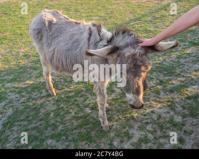 Portrait of gray beige furry young donkey with woman hand stroking his head. Afternoon golden hour light on lush green grass pasture background Stock Photo