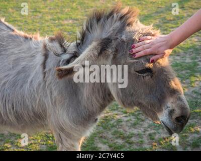 Portrait of gray beige furry young donkey with woman hand stroking his head. Afternoon golden hour light on lush green grass pasture background Stock Photo