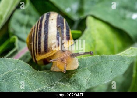 Burgundy snail Helix on the forest surface in natural environment macro close-up images of nature focus depth Stock Photo