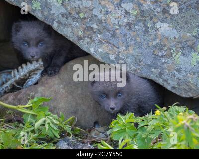 Two young playful arctic fox cub fox (Alopex lagopus beringensis) curious looking from their lair under stone, green grass plants foreground, summer Stock Photo