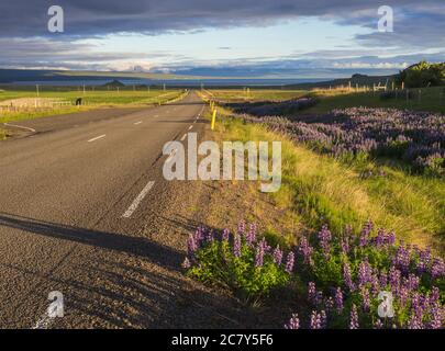 Asphalt road curve to the sea shore coast through rural northern landscape with green grass and purple lupine (Lupinus perennis) flowers, sunset Stock Photo