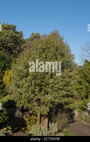 Winter Foliage of the Evergreen Mountain Toatoa or Mountain Celery Pine Tree (Phyllocladus alpinus) in a Garden with a Bright Blue Sky Background Stock Photo
