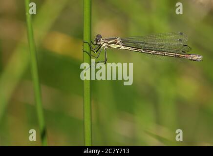 A pretty female Emerald Damselfly, Lestes sponsa, perched on a reed. Stock Photo