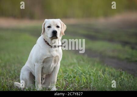 Funny young labrador retriever dog fawn color sitting on grass while walking Stock Photo