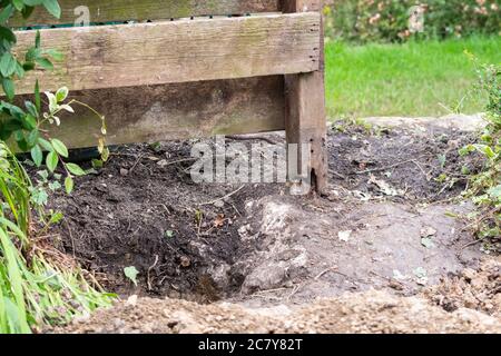 remains of rotten wooden garden fence that has blown down in high winds awaiting repair in uk garden.  Hole partially dug for replacement post Stock Photo