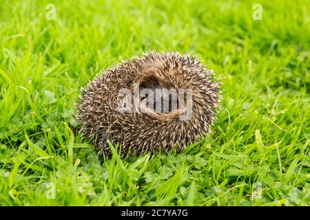 Hedgehog (Scientific or Latin name: Erinaceus Europaeus) Juvenile, wild, European hedgehog, curled into a ball, facing forward on green grass lawn. Stock Photo