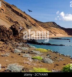 Volcanic landscape on the island of Bartolome in the Galapagos Islands in Ecuador. The bird is a Galapagos Hawk (Buteo galapagoensis). Stock Photo