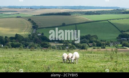 Cold Kitchen Hill in West Wiltshire on a summer day, a trio of sheep Stock Photo