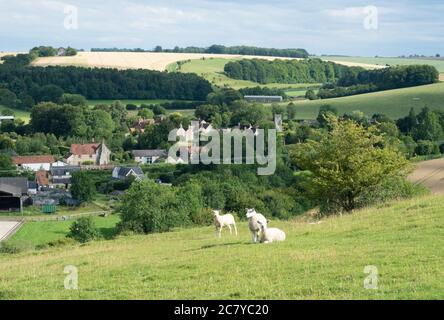 Cold Kitchen Hill in West Wiltshire on a summer day, a trio of sheep Stock Photo