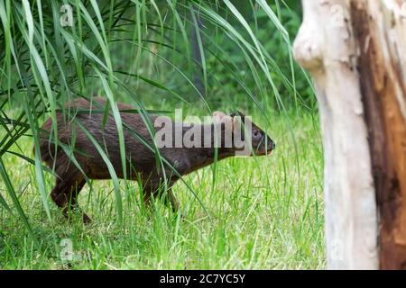 Pudu in a clearing Stock Photo