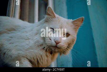 Closeup shot of a white odd-eyed cat staring at the camera Stock Photo