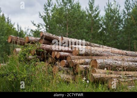 Wooden logs of pine wood in forest. Pile of tree trunks, logging timber wood industry. Stock Photo