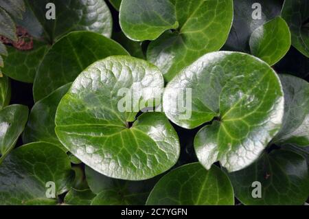 Glossy, dark green leaves of the Asarum europaeum (European wild ginger) Plant grown in the borders at RHS Garden Harlow Carr, Harrogate, Yorkshire. Stock Photo