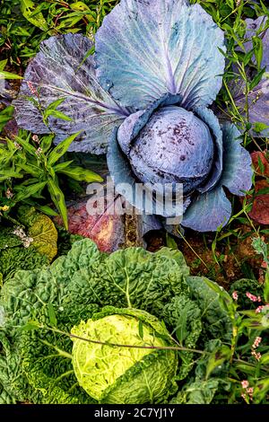 Two beautiful cabbage heads growing in a field in midsummer- blue and violet red cabbage and green savoy cabbage. Stock Photo