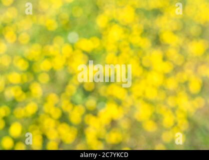 Abstract bokeh green and yellow background. Stock Photo