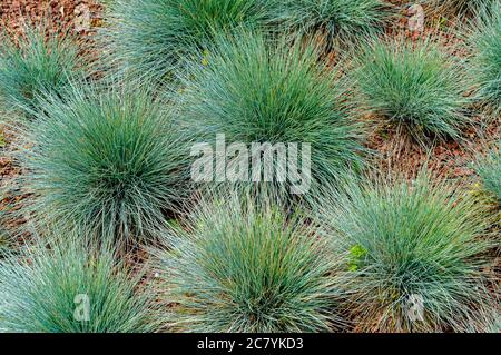 Festuca glauca, commonly known as blue fescue, is a species of flowering plant in the grass family, Poaceae. Stock Photo