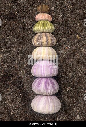 Multicolored sea urchin shells on wet black volcano sand. Variety of colorful sea urchins on the beach. Group of seashells on Echinoidea purple Stock Photo