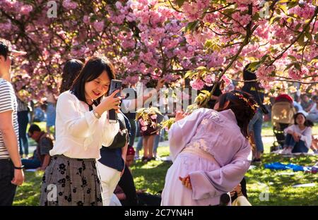 SCEAUX, FRANCE - APRIL 20, 2019: Young women in traditional kimono take photo at Hanami Cherry blossom celebration in park near Paris. Stock Photo