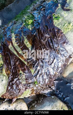 Laver Algae Laver seaweed Porphyra umbilicalis Stock Photo - Alamy