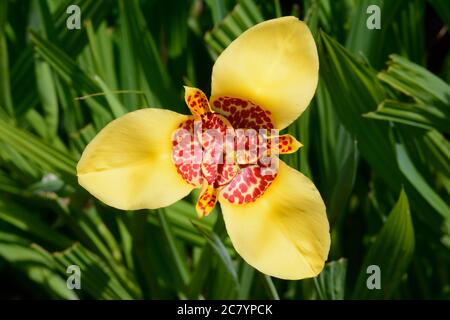 Tigridia pavonia Aurea Tiger flower yellow flowers with red spot centre Stock Photo