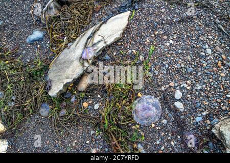 Violet Jellyfish on the stones by the sea at Dawros - Ireland. Stock Photo