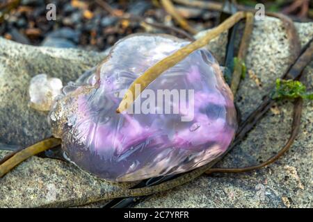 Violet Jellyfish on the stones by the sea at Dawros - Ireland. Stock Photo