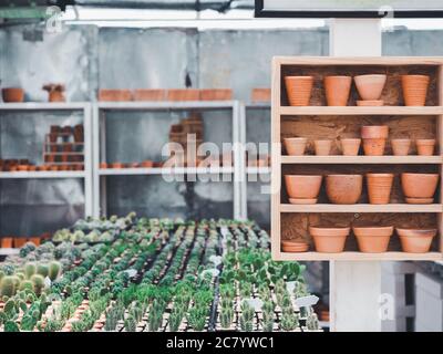 Various type and size of terracotta pots showing on wooden shelf box hanging on white pole in cactus plant shop background. Stock Photo