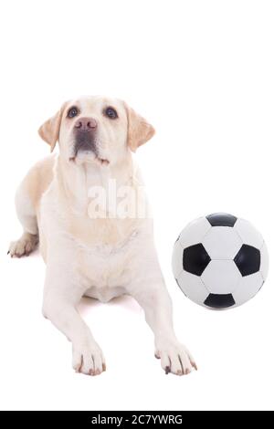 Golden Retriever puppy with soccer ball Stock Photo - Alamy