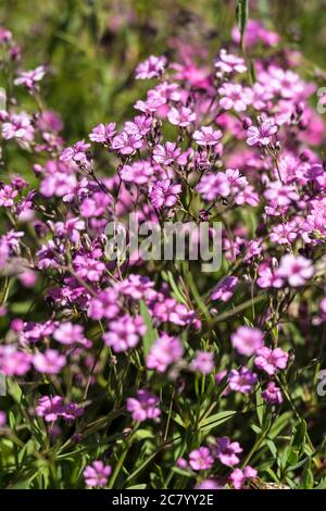 Gypsophila repens Filou Rose Creeping babys breath. Stock Photo