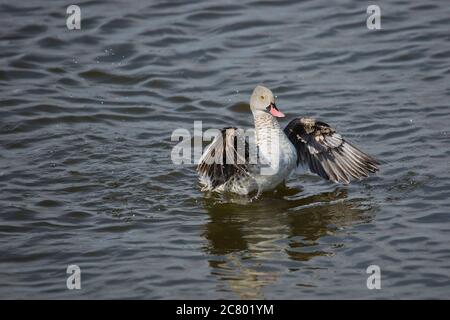 Cape teal (Anas capensis) standing Near water. Teals are dabbling ducks that filter water through their bills to feed on plant and animal matter. Phot Stock Photo