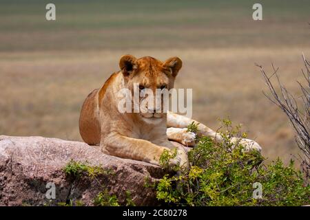 Lone Lioness (Panthera leo) Photographed in the wild Stock Photo