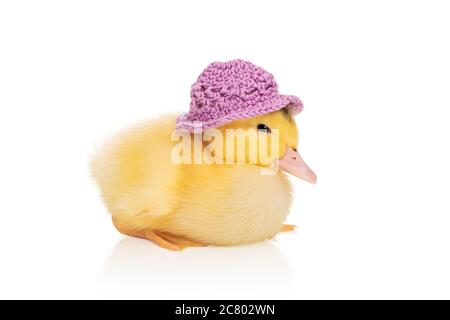 little beautiful yellow duckling in a knitted hat isolated on white  background Stock Photo - Alamy