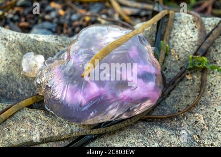 Violet Jellyfish on the stones by the sea at Dawros - Ireland. Stock Photo