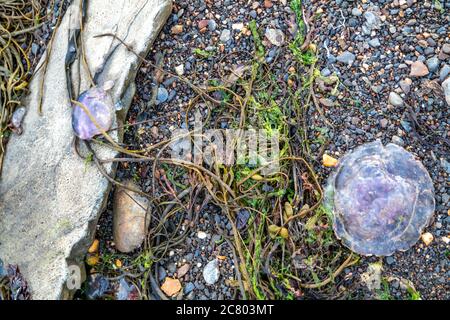 Violet Jellyfish on the stones by the sea at Dawros - Ireland. Stock Photo
