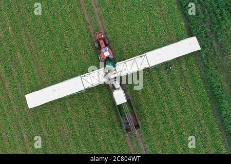16 July 2020, Brandenburg, Kasel-Golzig: A so-called cucumber plane, on which harvest workers lie and pick pick pickled gherkins, is standing in a field belonging to the company Knösels Gemüse-Erzeugungs GmbH & Co. KG (aerial photograph taken with a drone). The harvest of Spreewald gherkins is currently running at full speed. In the Spreewald there is a multitude of large and small companies that cultivate and also process pickled gherkins. Since 1995 Knösels Gemüse-Erzeugungs GmbH & Co. KG has been growing pickled gherkins, red cabbage, pumpkin, zucchini as well as corn and cereals. In the ha Stock Photo