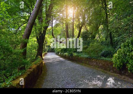 Cobbled footpath between old trees covered with moss in public park of Sintra at sunrise. Portugal Stock Photo