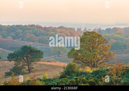 Vibrant autumn view of the national park Veluwe in Gelderland, The Netherlands Stock Photo