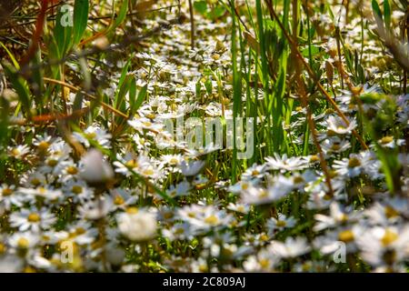 Daisies on a meadow at the late terms spring season Stock Photo