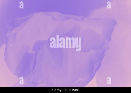 Pale delicate blurred watercolor violet abstract background Stock Photo