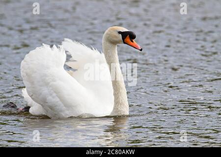 An adult white Mute Swan (Cygnus olor) swimming on water. Stock Photo